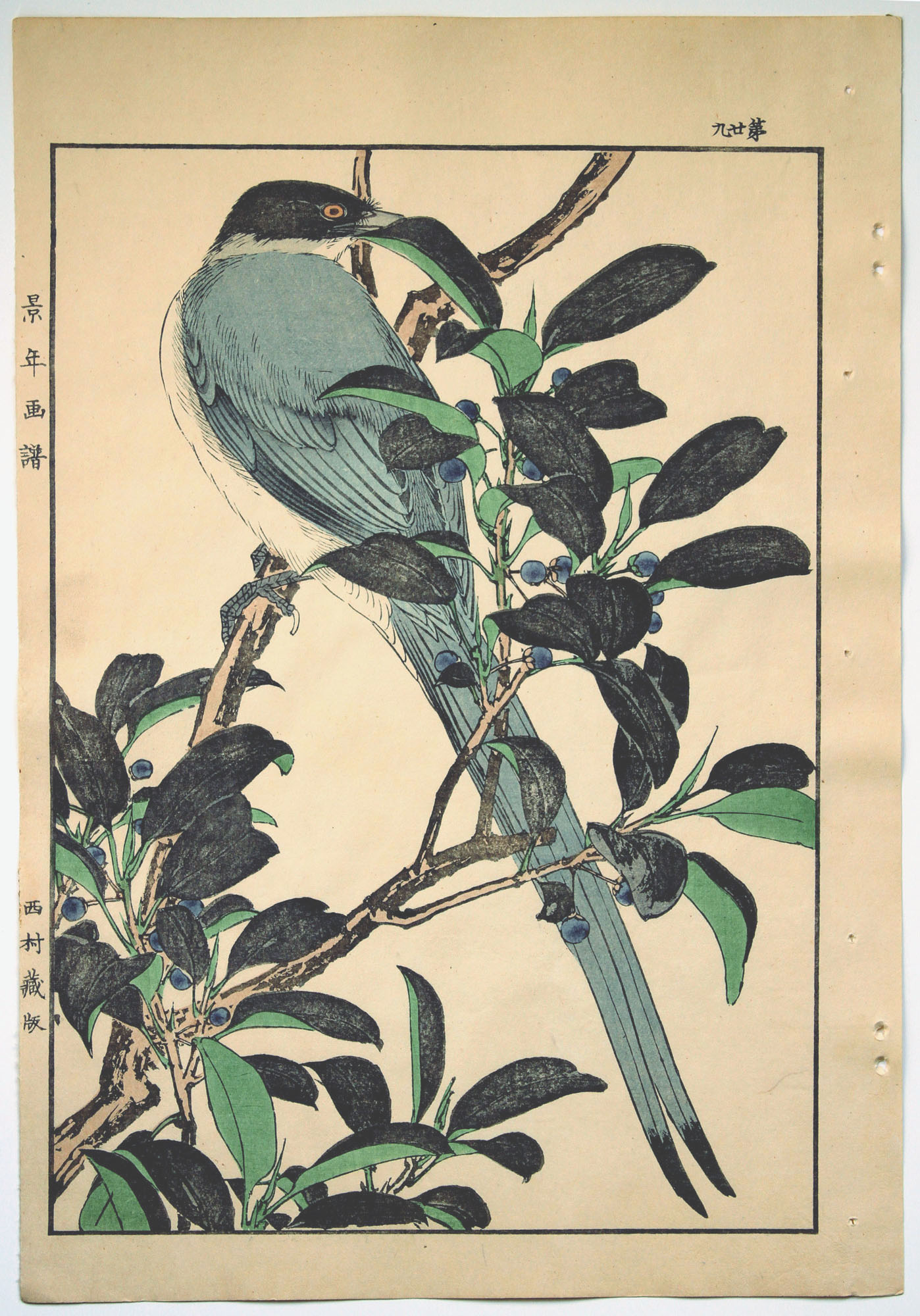 Imao KEINEN (1845-1924) Blue Magpie on a branch of Eurya Japonica