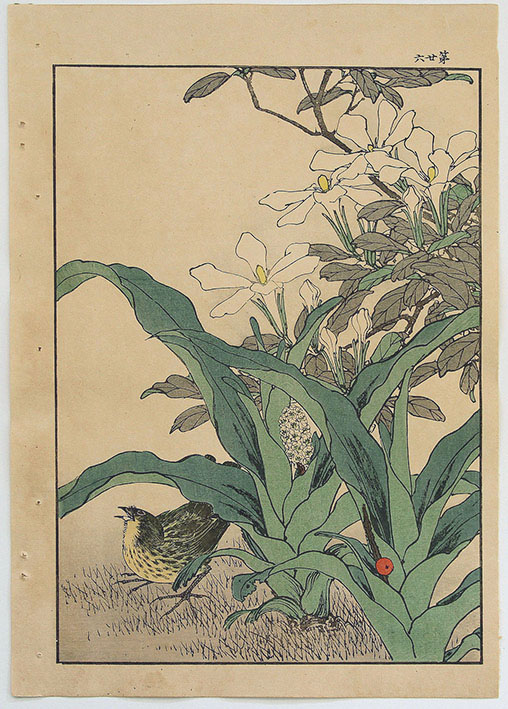 Imao KEINEN Bird and flowering shrubs
