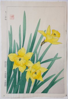 Kawarazaki SHÔDÔ Rappasuisen (Trumpet Daffodil)
