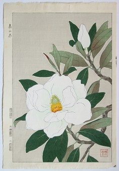 Kawarazaki SHÔDÔ Magnolia Blossoms