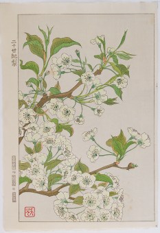 Kawarazaki SHODO - Japanese Woodblock Print - Shin Hanga