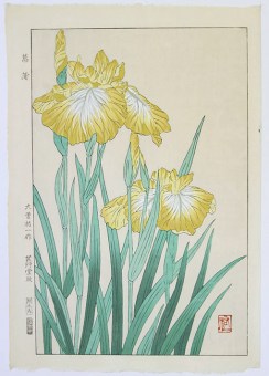 Kawarazaki SHÔDÔ Yellow Iris 